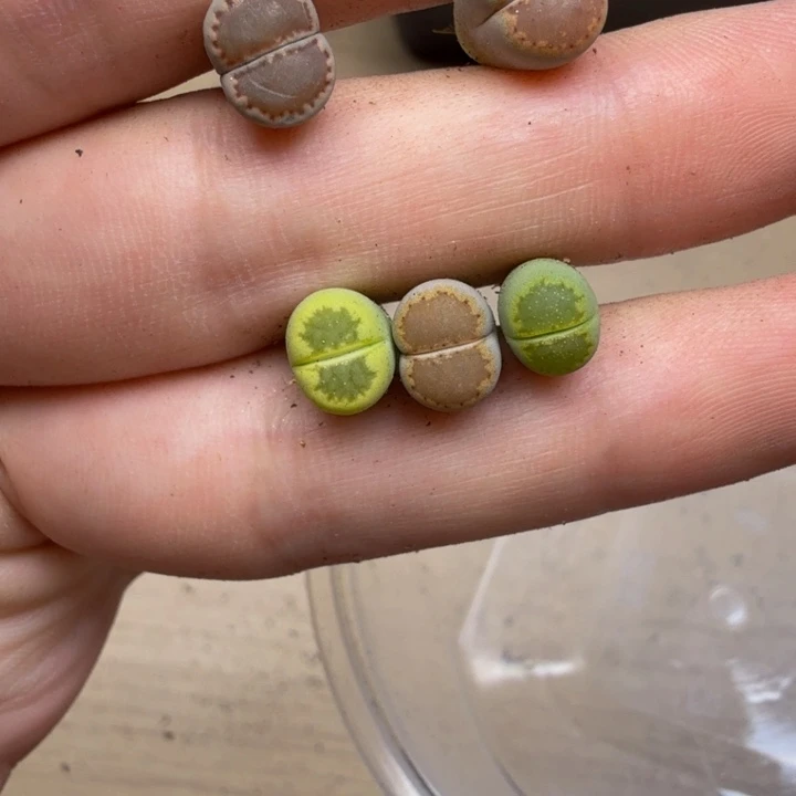 淡***墨多肉植物的生长发育137