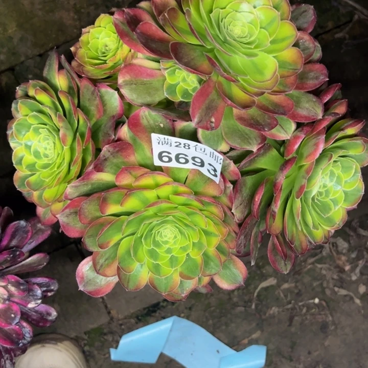 6693奶白老庄多肉