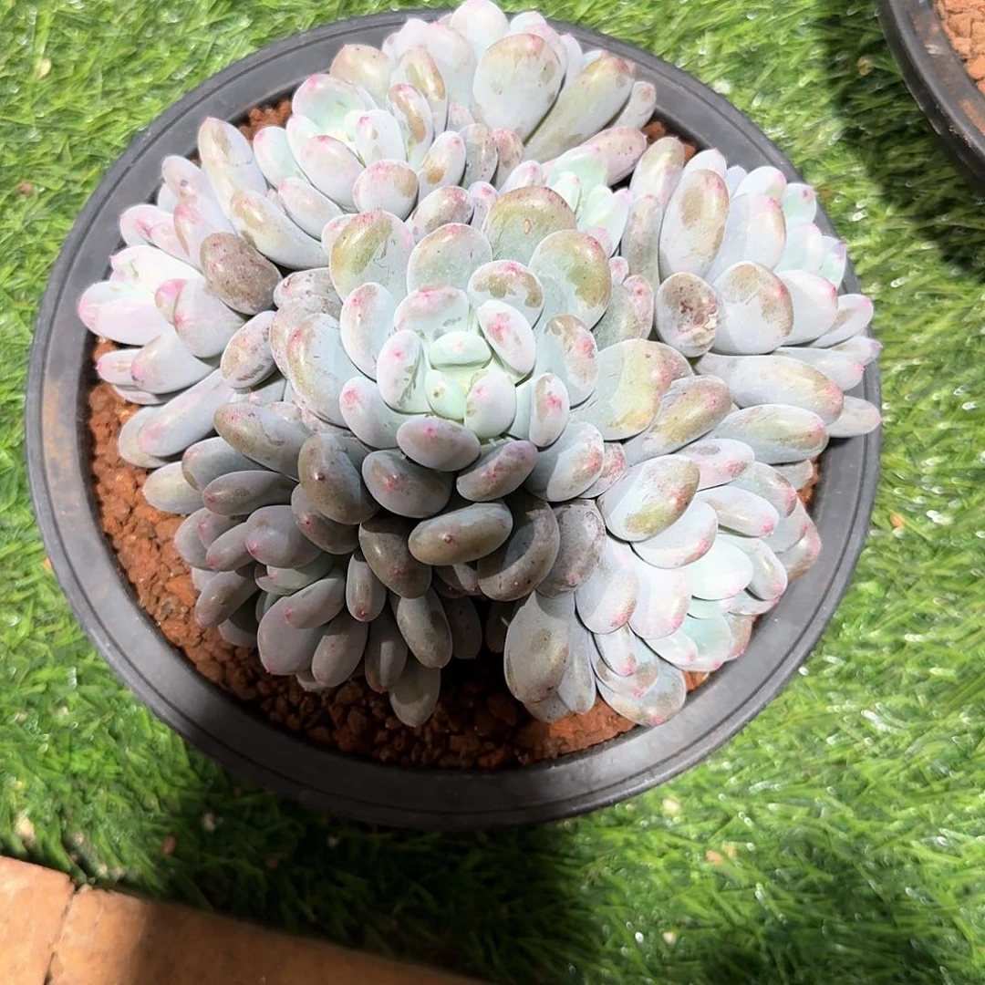 ?****吉香香雪多肉