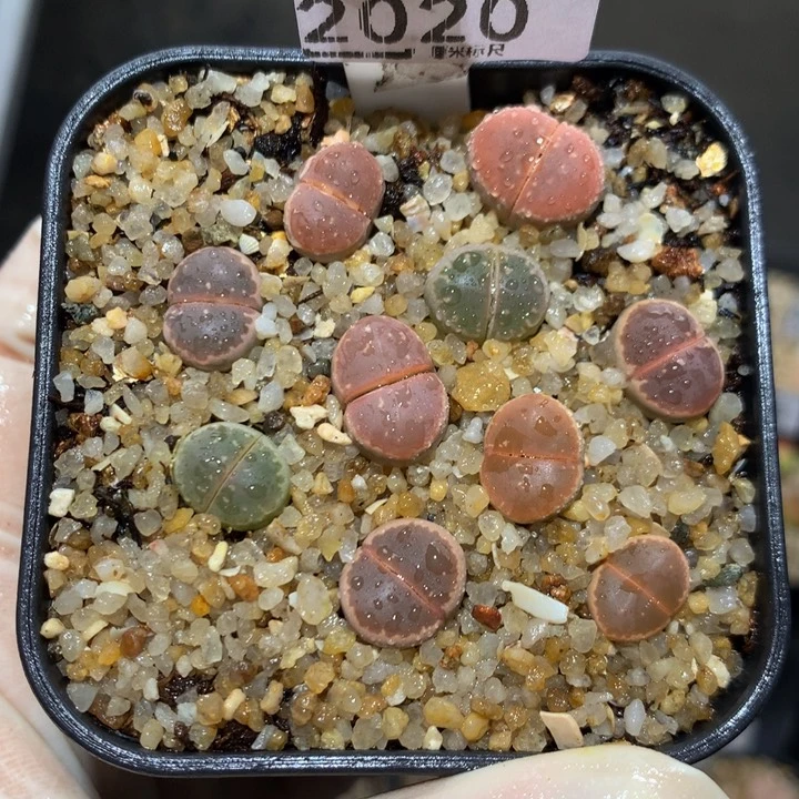 儿童节快乐生石花花2020