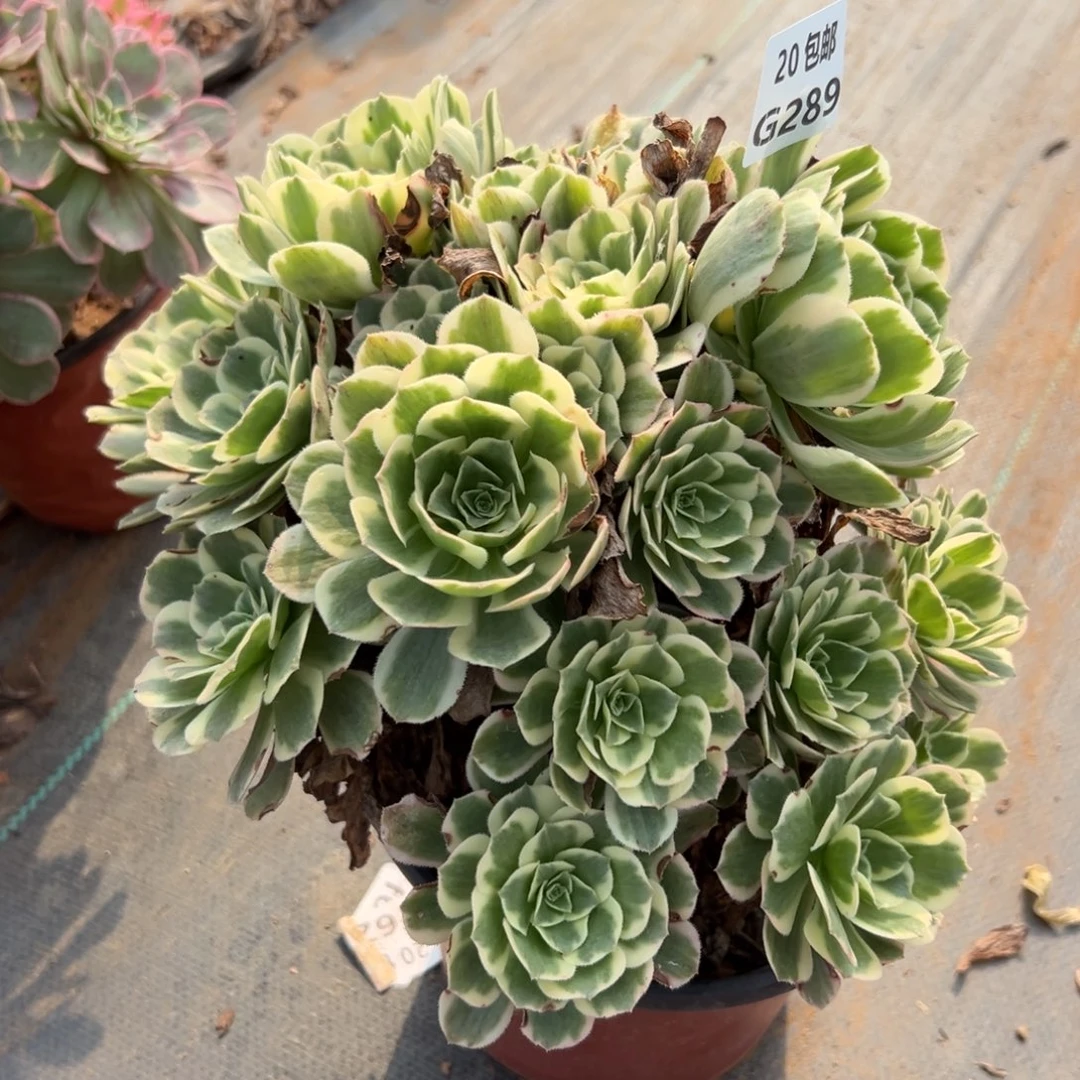 289迈巴赫，多肉法师