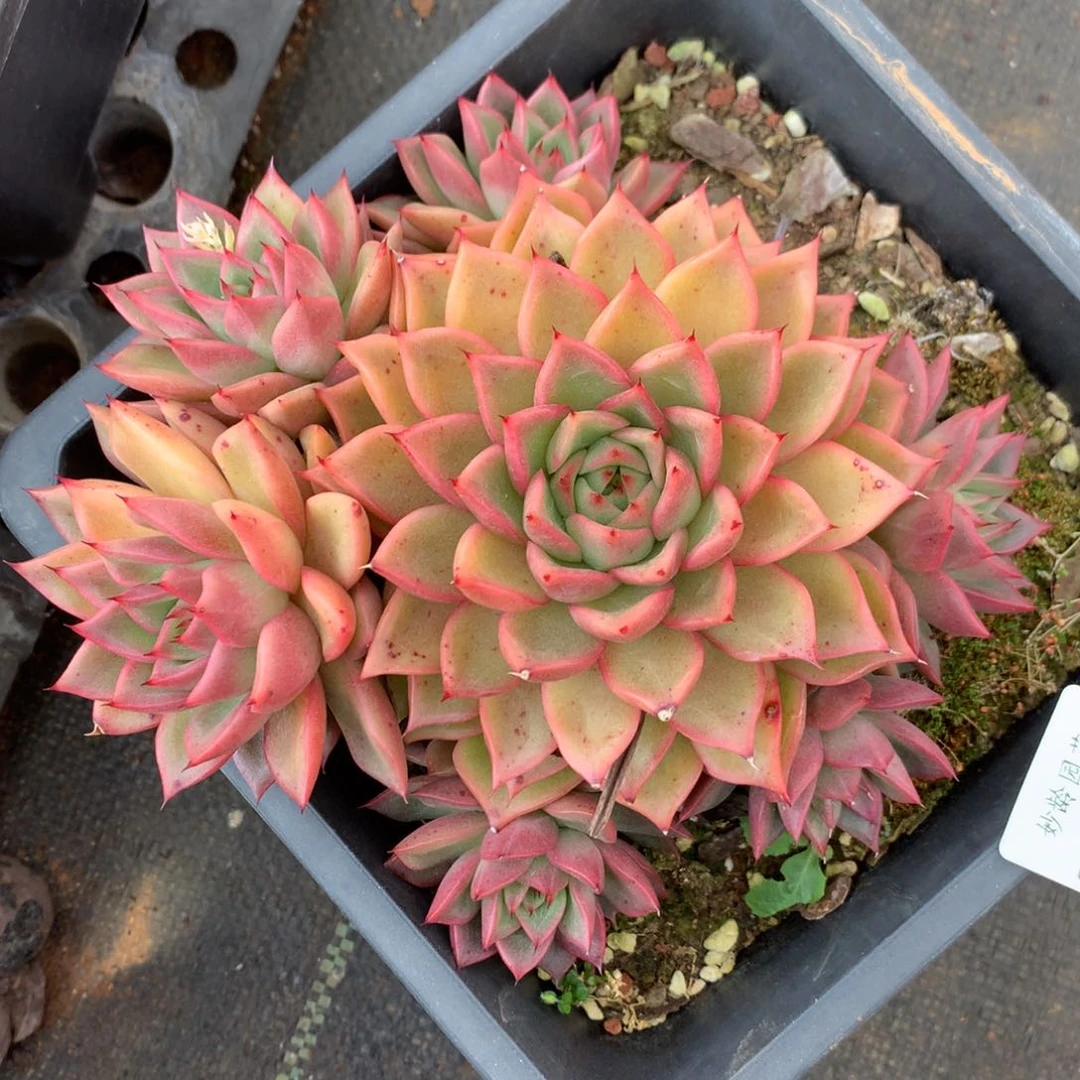 7733杂交多肉老桩