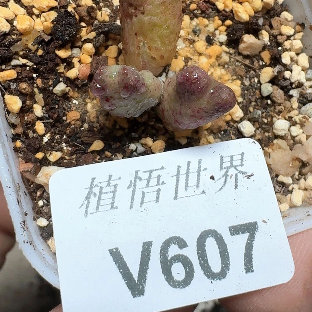 607盒多肉植物为序