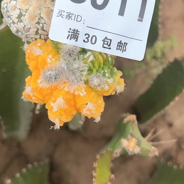 北****爷911号仙人球的球