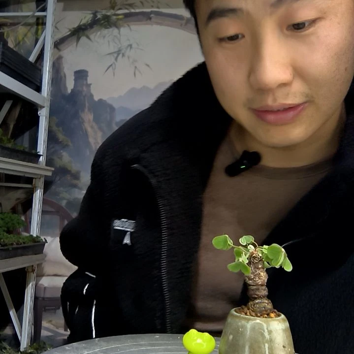 u***V中青园艺一物一拍花81