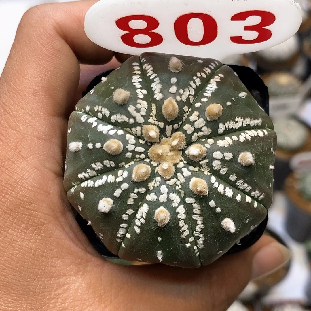 803福利特价来了哦耶特价