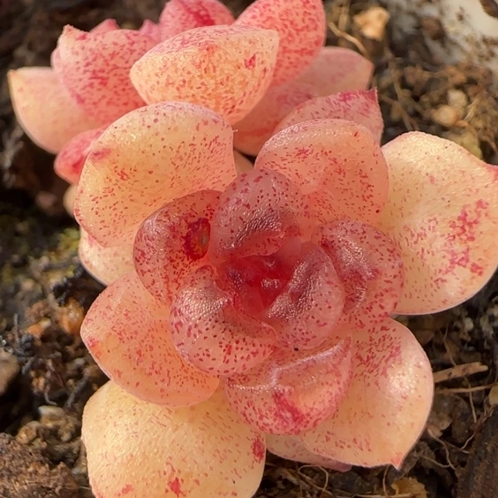 5号双头绝绝子珍妮一棵