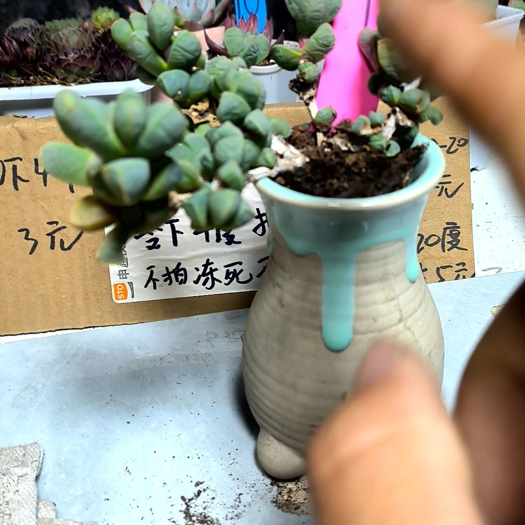 满6元包邮，#92号鹿角老庄