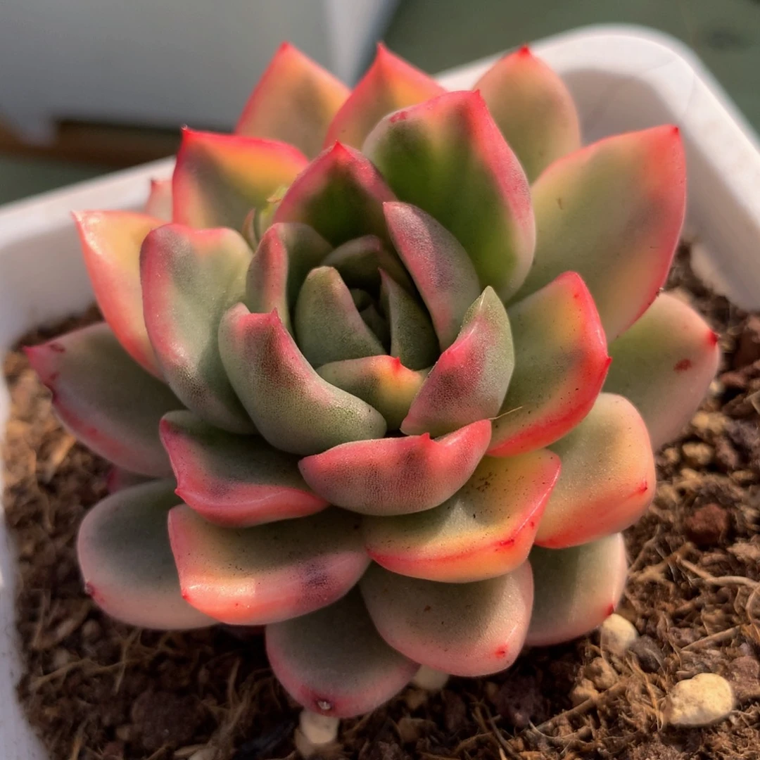 拉霍亚锦锦上园艺一物一拍