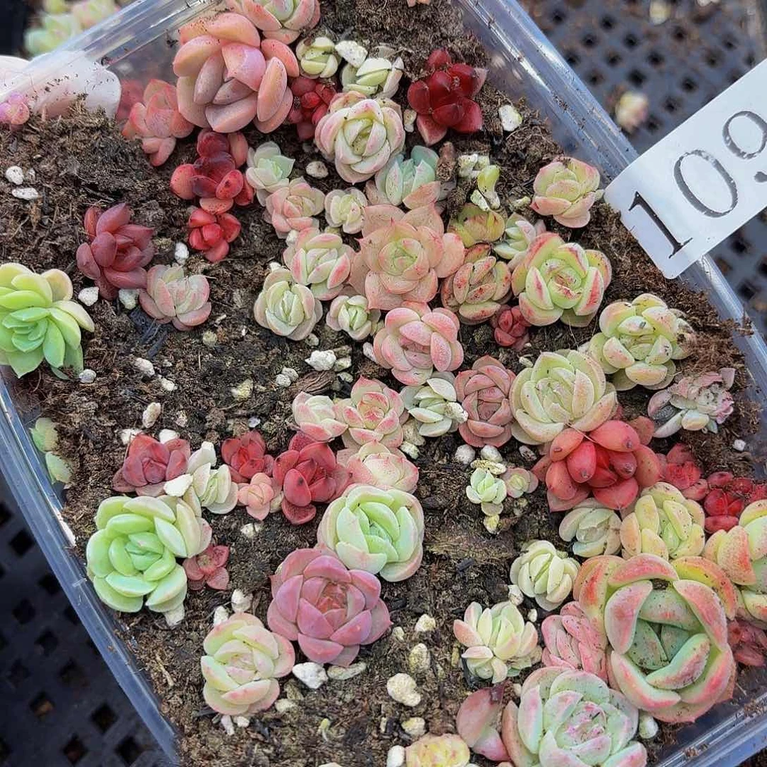 多肉植物多肉植物109