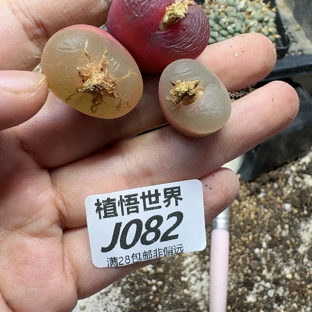 多肉植物的人生fhhk