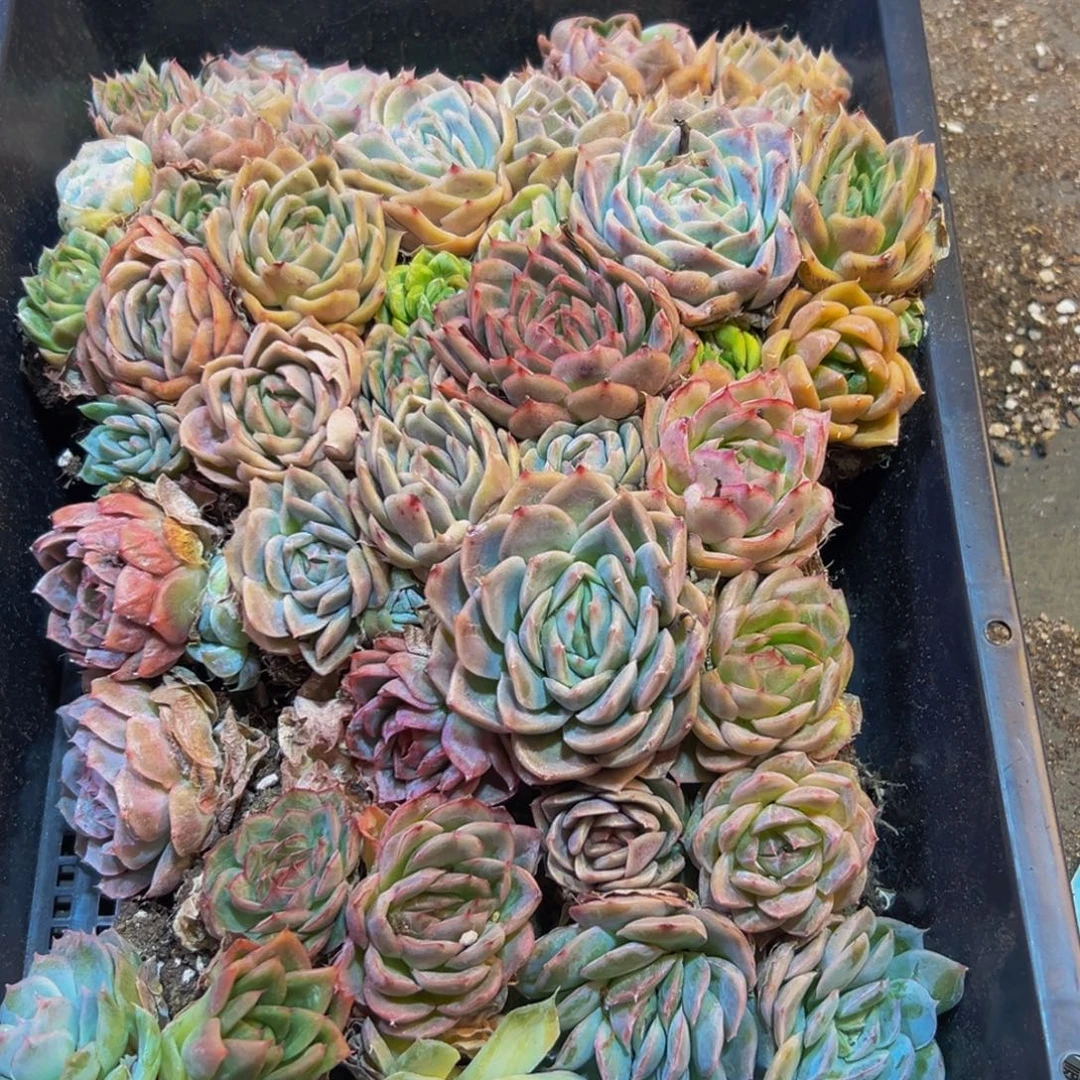 ****月942多肉植物的生长发育和