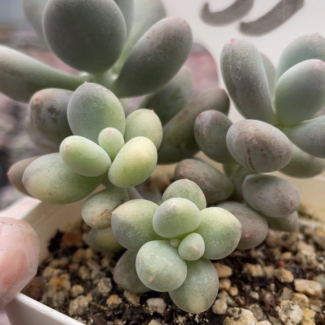 奶酪锦多肉植物啊
