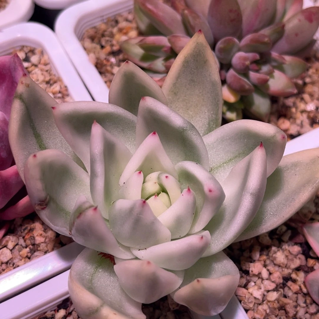 尚品特价雪白锦头盖