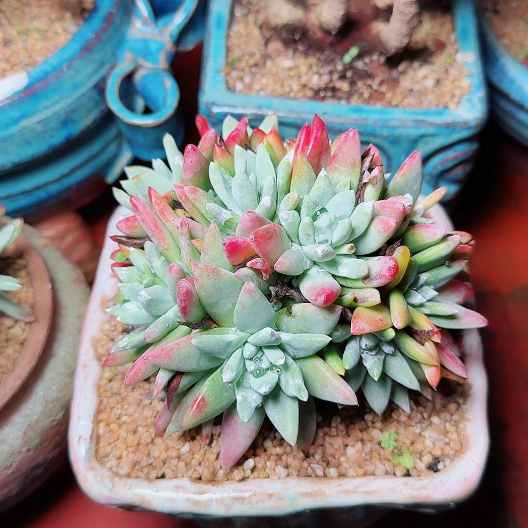 1153白姆瑞吉娜多肉