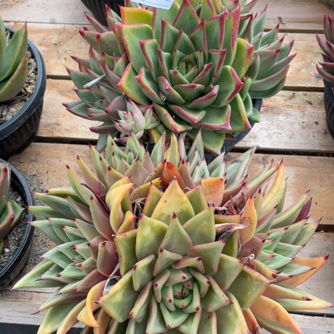 无花朵若如东云组拍E797