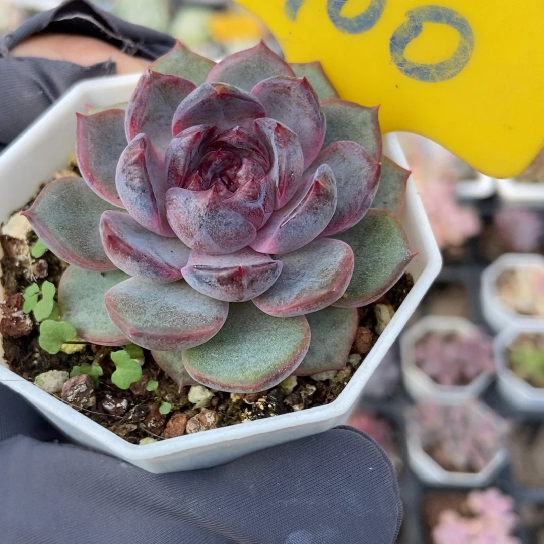 900蓝色妖姬多肉植物
