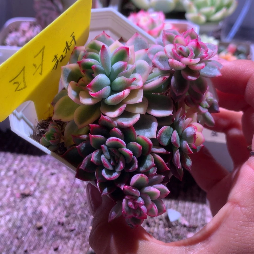 麦秆群生覆轮锦有根