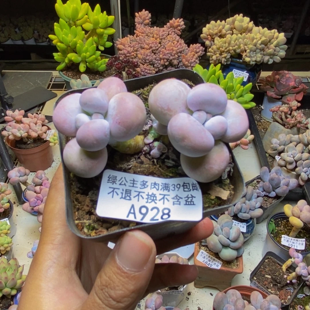 928芭比奶多肉5cm