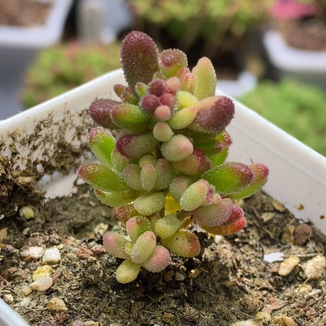 红宝石阴阳锦枝干番杏G183