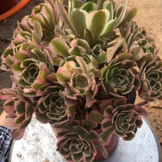 9.2-7皇后多肉植物