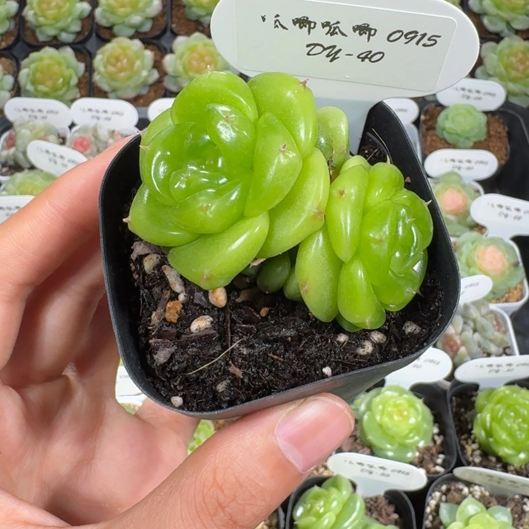 0915-40-宝拉双头一颗