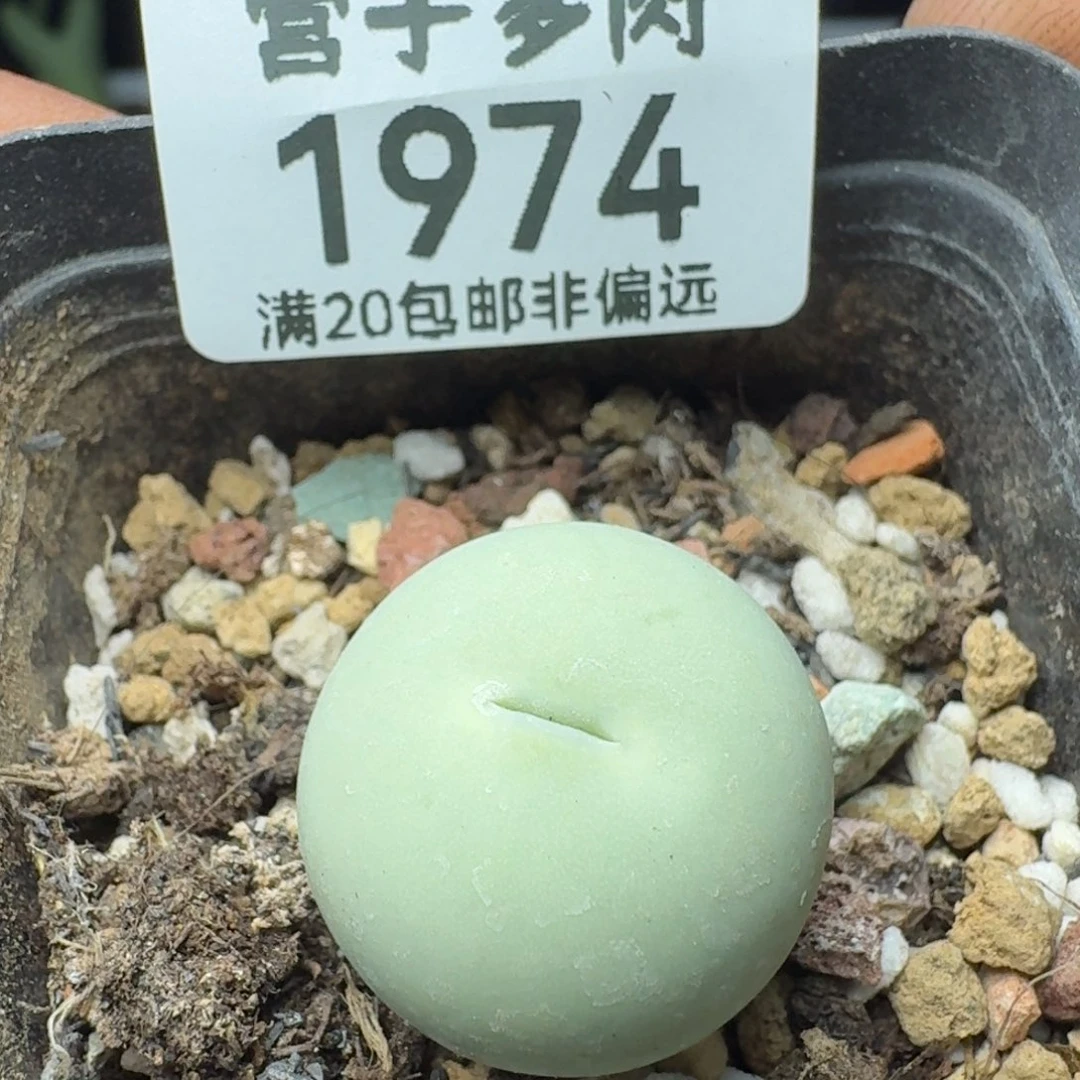 鸽子蛋2.0带盆土