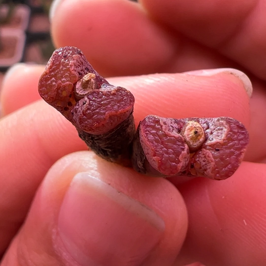 384。优选全窗超蝶