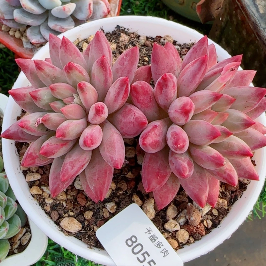 虞美人，8055多肉植物