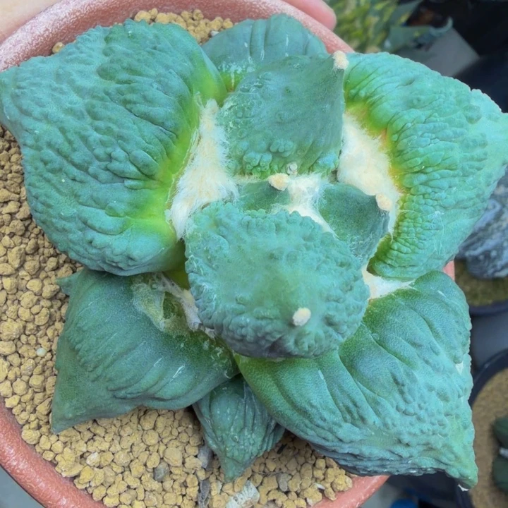 河豚宽叶根毛血怒