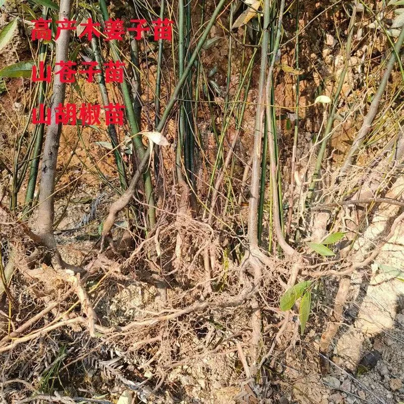 野生山胡椒树苗木姜子树苗香料树苗可盆栽木姜油调料用木姜木子苗