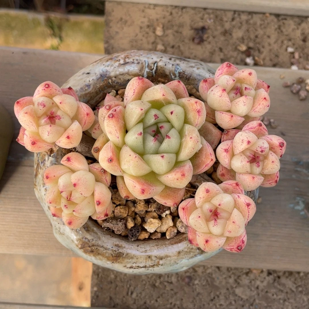 金色石英整装无砍