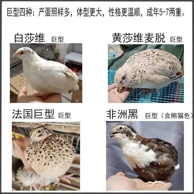 法巨鹌鹑精品产蛋王阳台小宠物法国巨型沙维宠物繁殖下蛋鸡苗包邮