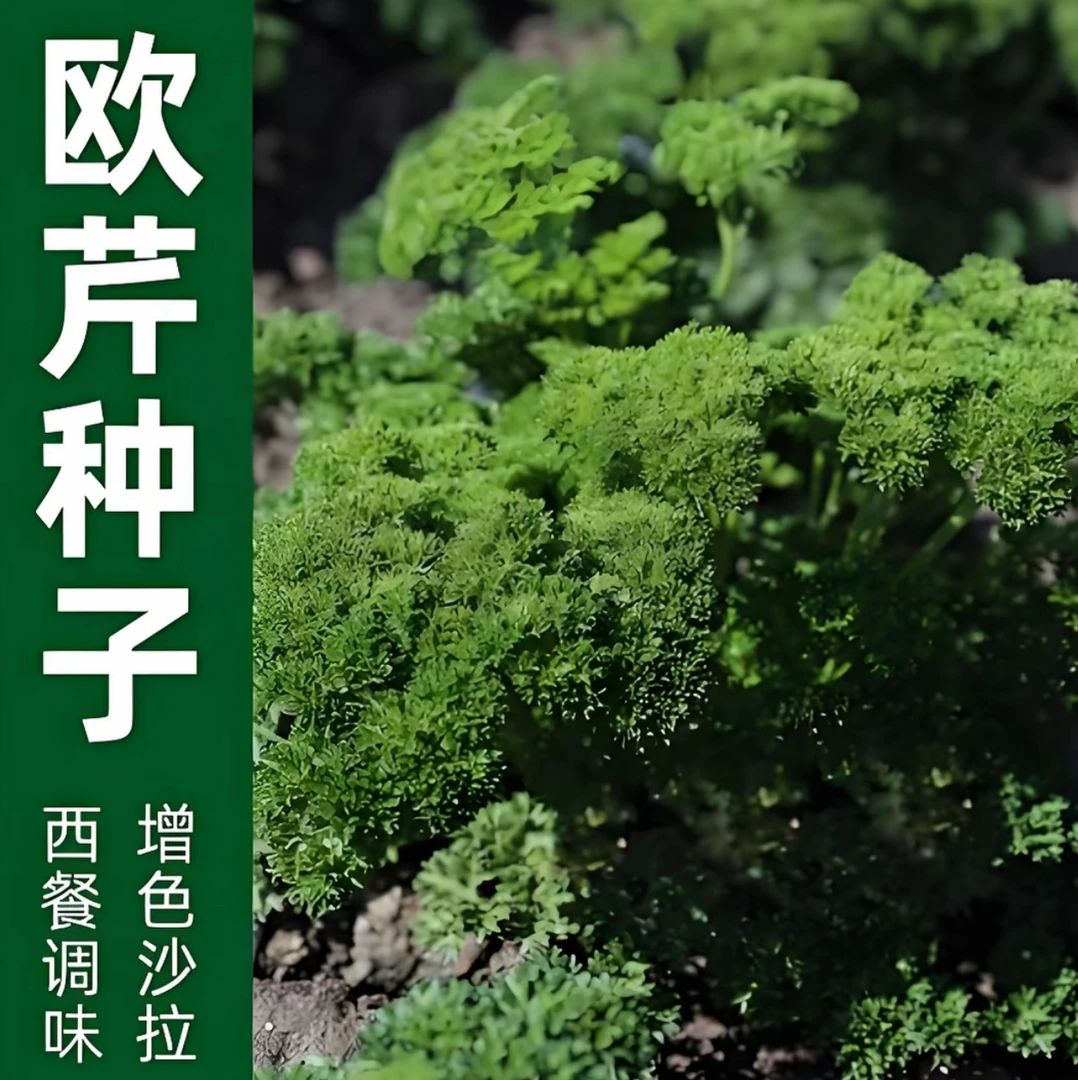 【欧芹种子】家庭阳台小院四季种植盆栽地栽易种易活