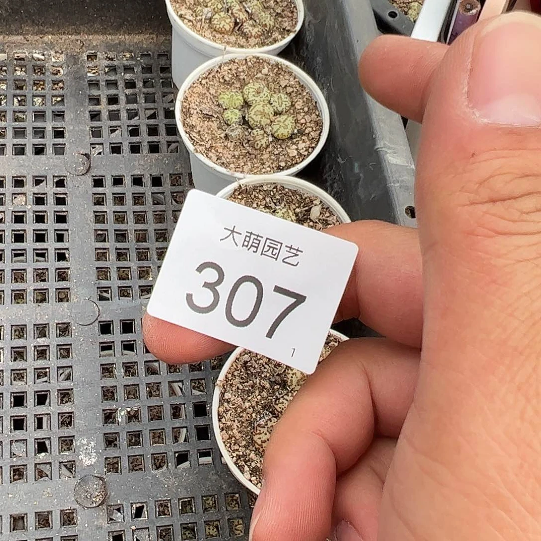 0000307量拍以下1盆带盆土发