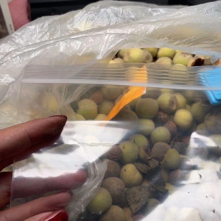 【闪购商品】核桃手串/手链M**饭青皮发货，不退不换150