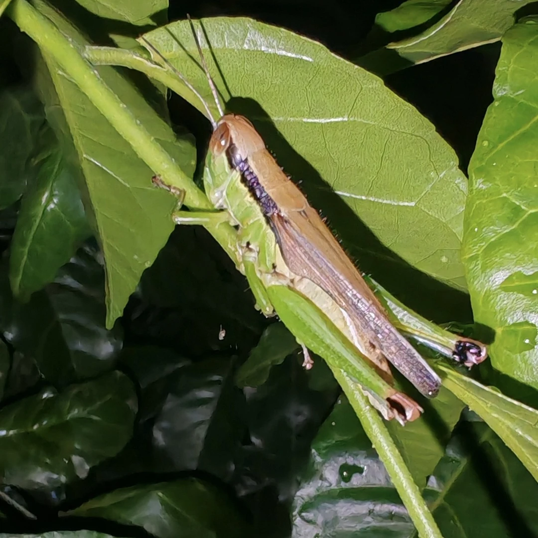 野生稻蝗蜢鸟食半斤 换毛调理必备
