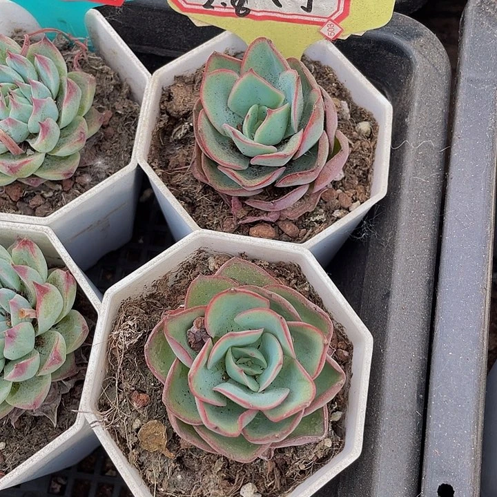 牡丹亭1.8单头带盆