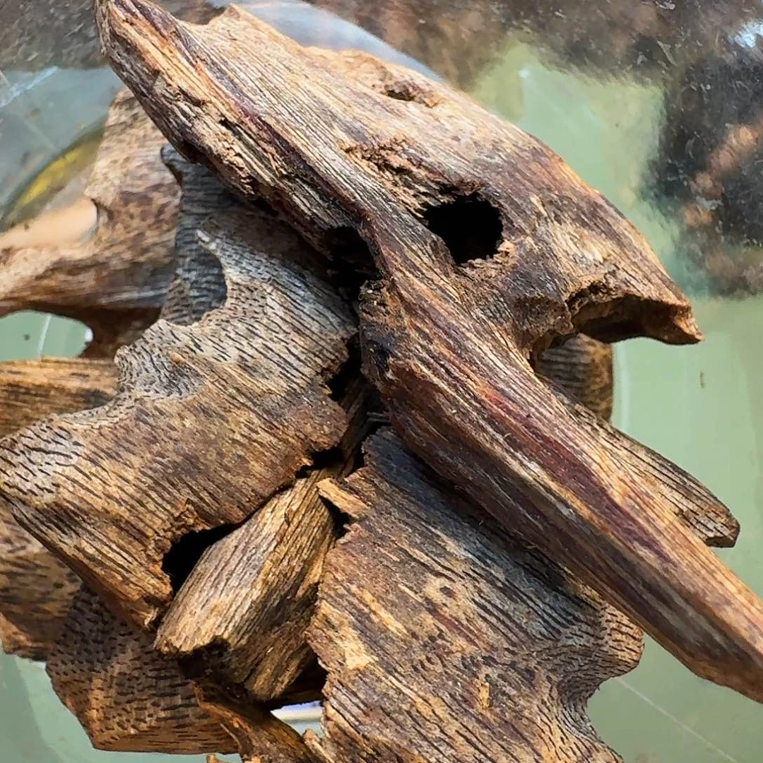 沉香碎屑沉香海南高端蓝香树心油老料30克