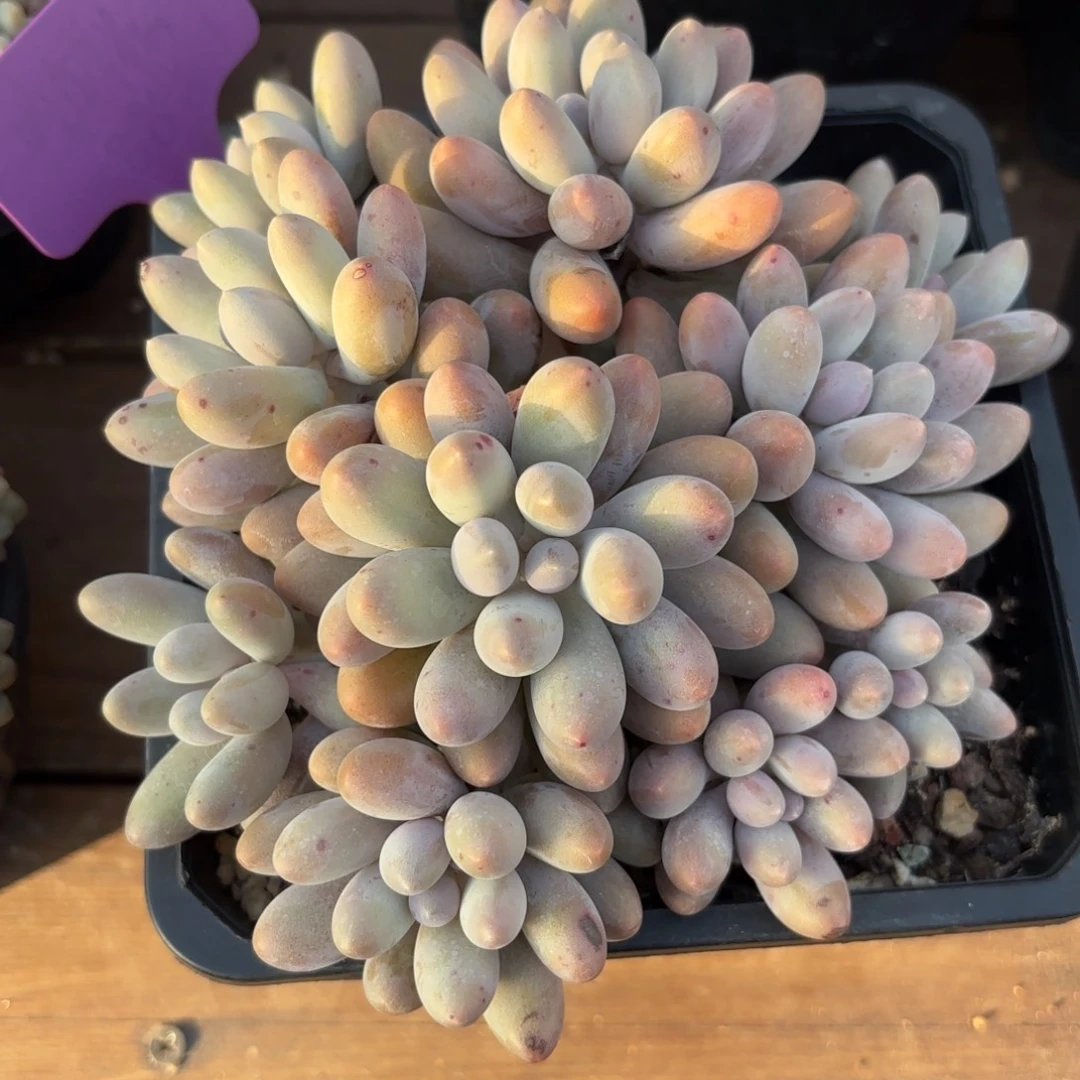 无花朵汤圆无砍10头