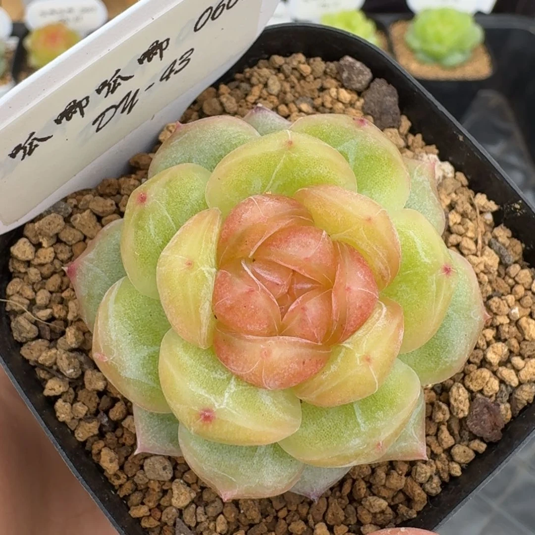 0603-043-追月单头