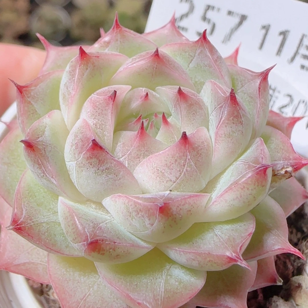 花语逸镜1113-257