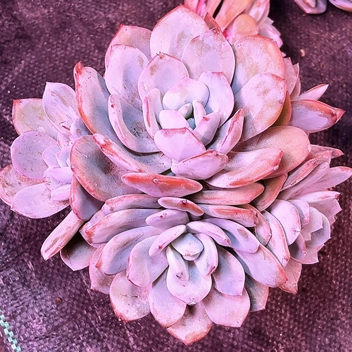 奶茶12号码牌子的话题了吗