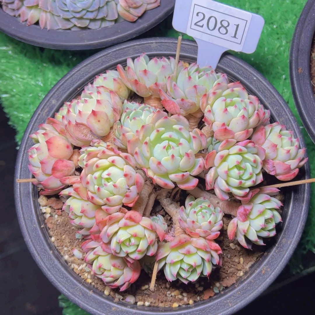 娜娜小勾2081多肉植物