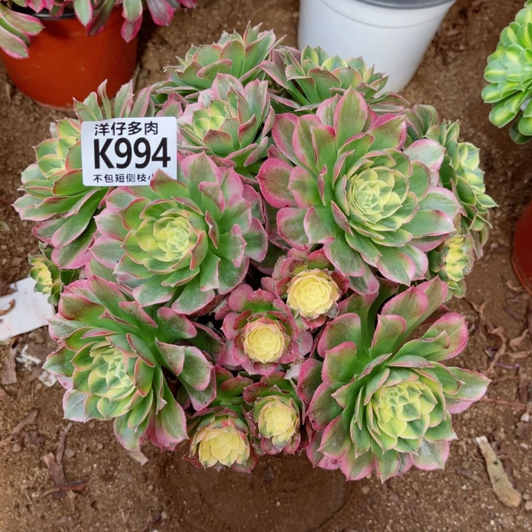 994海王 冠幅22左右