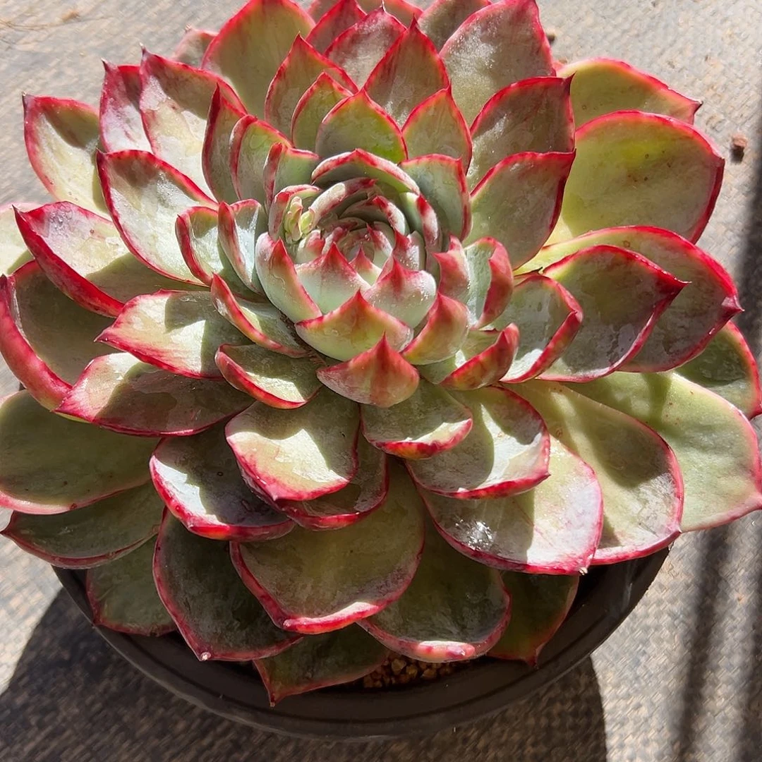 惊鸿仙子一物一拍