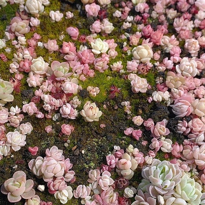 89 多肉植物盆栽花卉盆栽