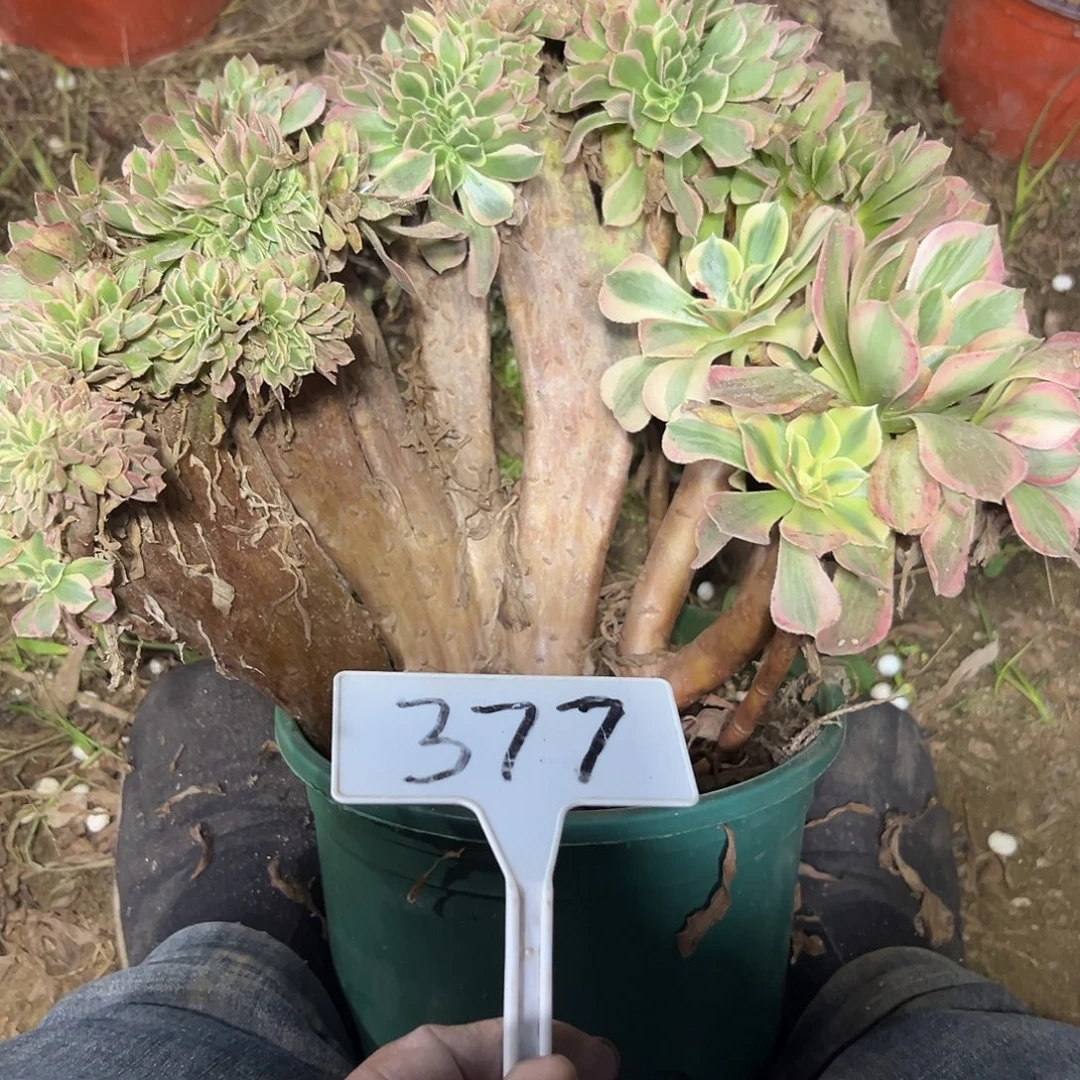 多肉植物粉女郎缀花377