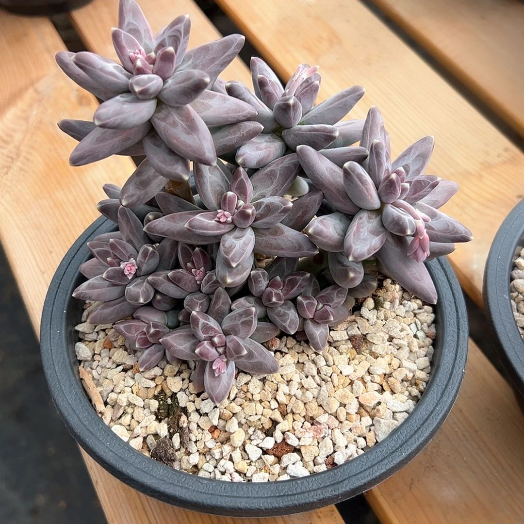 大*大王88 米111111