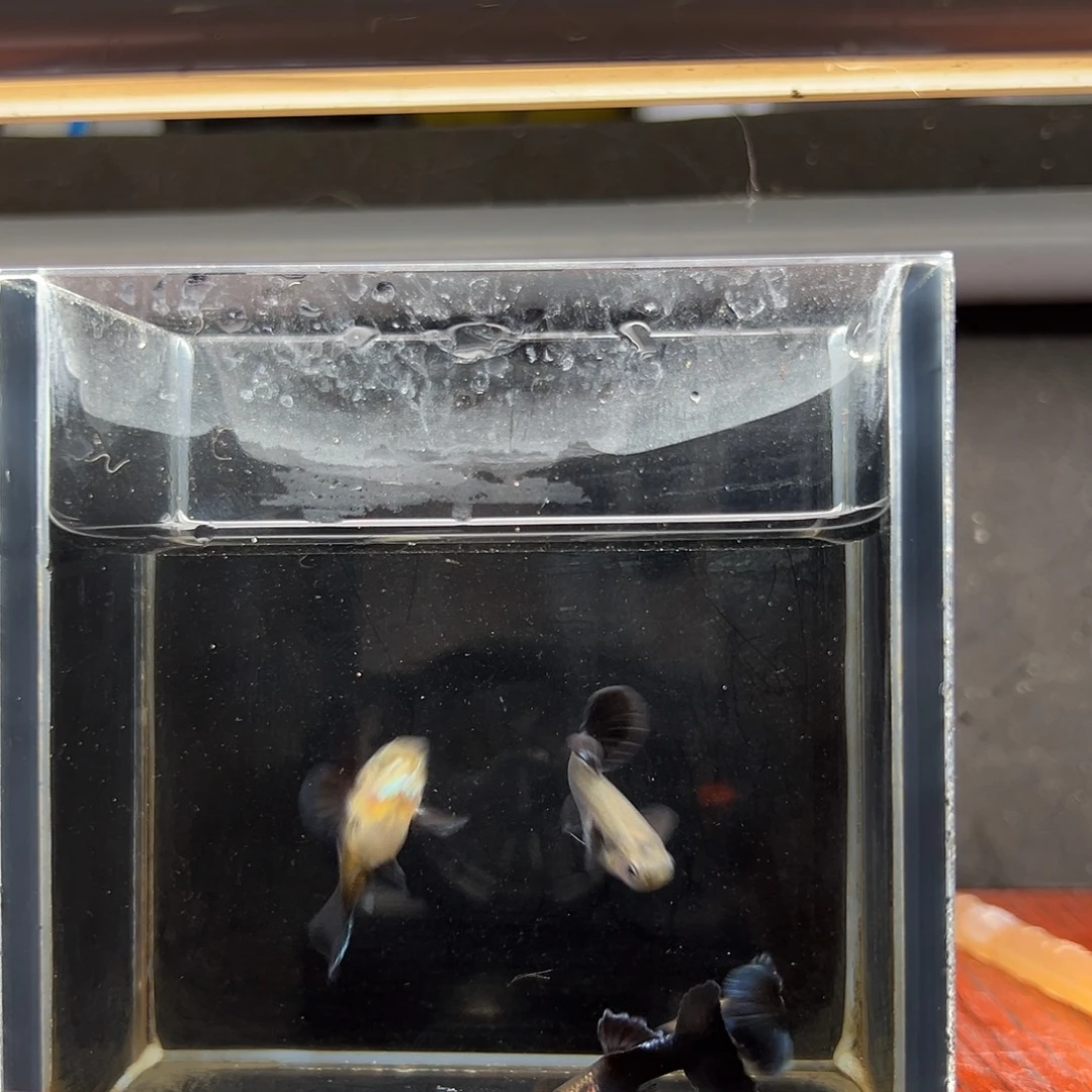 孔雀鱼艾尔银半月尾两对